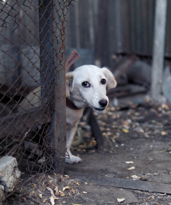 Animal Welfare